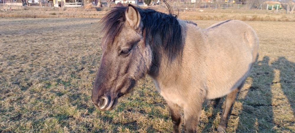 Konik polski,źrebaki