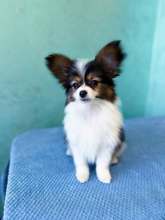 papillon - Собаки - OLX.ua
