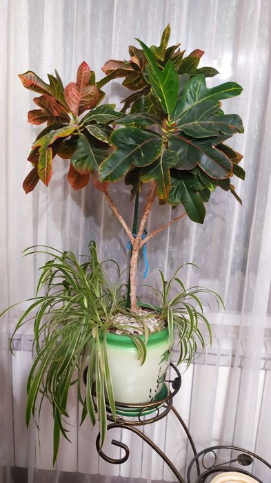 Вазонок кротон і хлорофітум