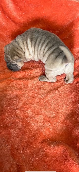 Sharpei creme Lindo!Top