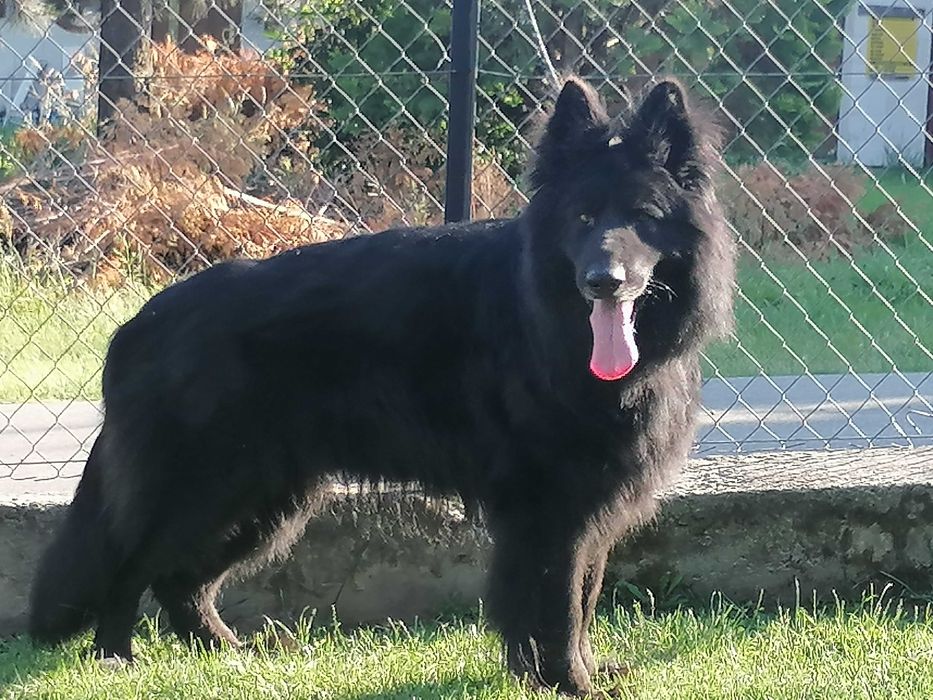 owczarek niemiecki dlugowlosy czarny