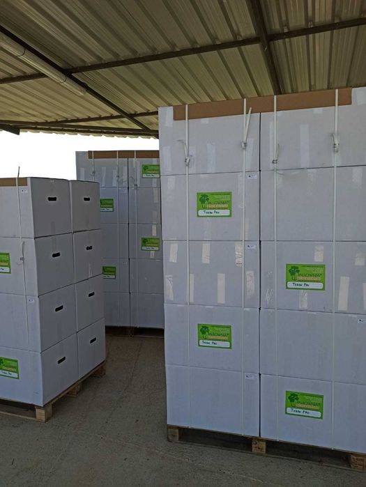 Paulownia Elongata Lote 100ud.