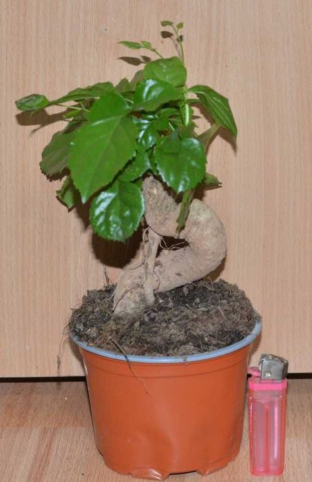 Бонсай Радермахера