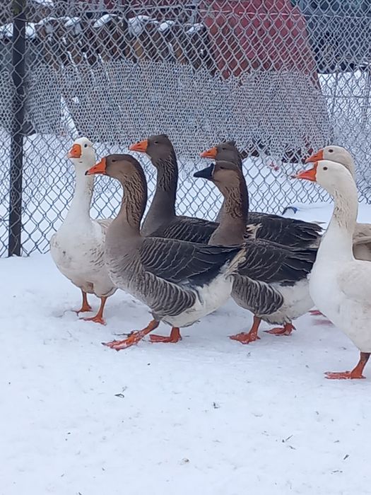 Gęsi landesy mieszane z homogorem