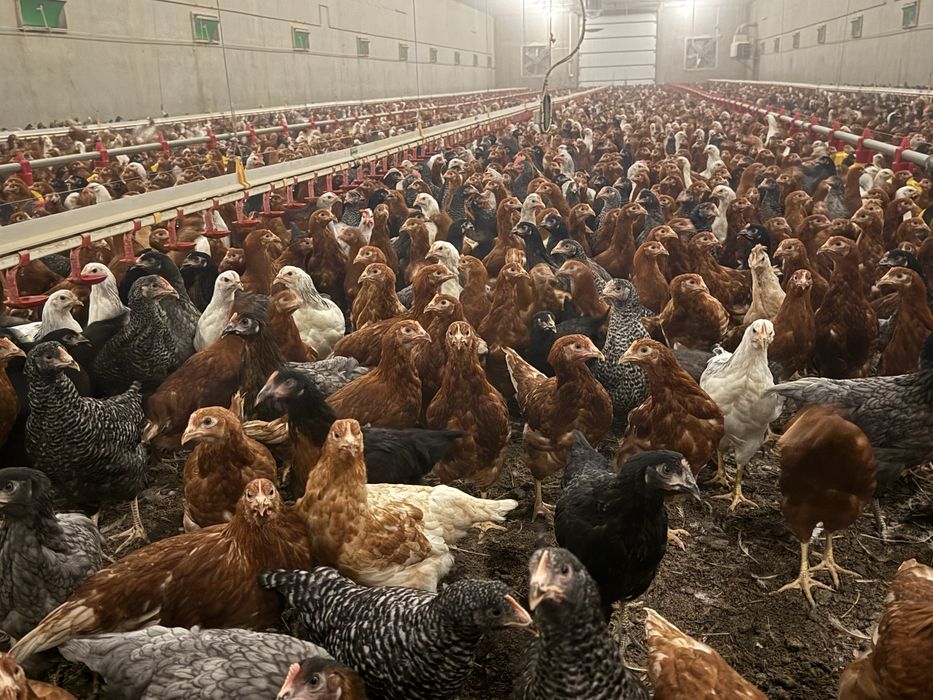 Kurki Lohmann brown, dominant kolor odchówka - hurt