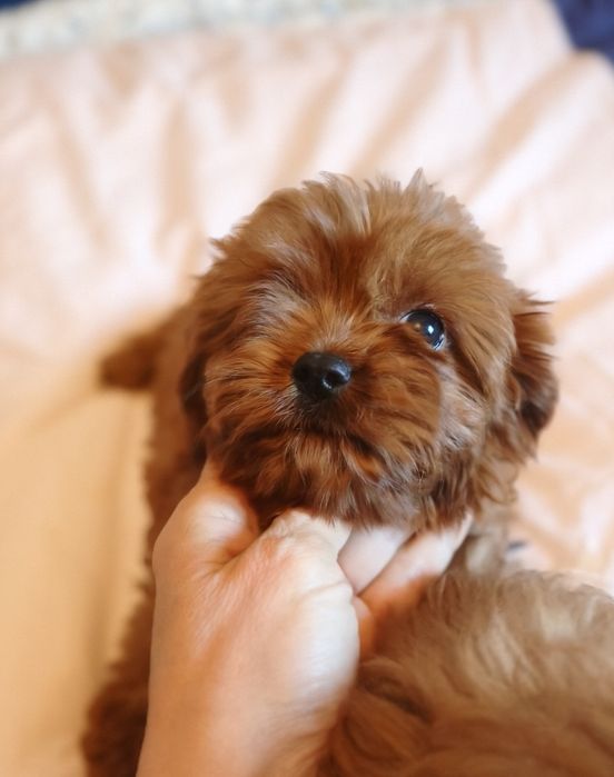 Cavapoo mini pudel toy
