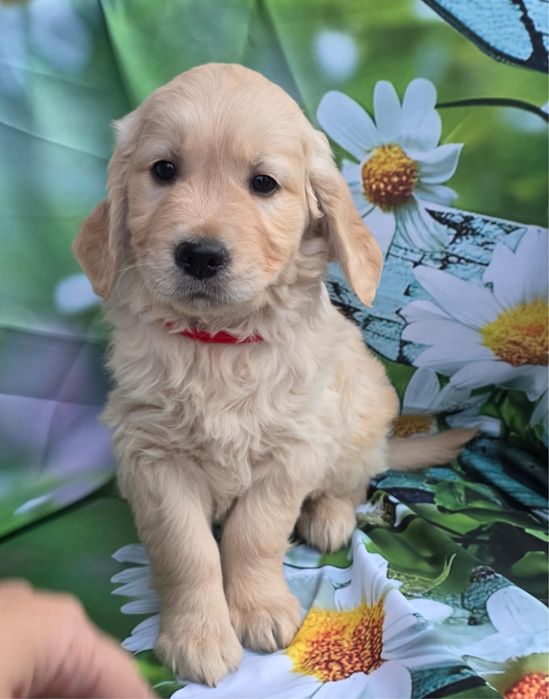 Golden Retriever menino