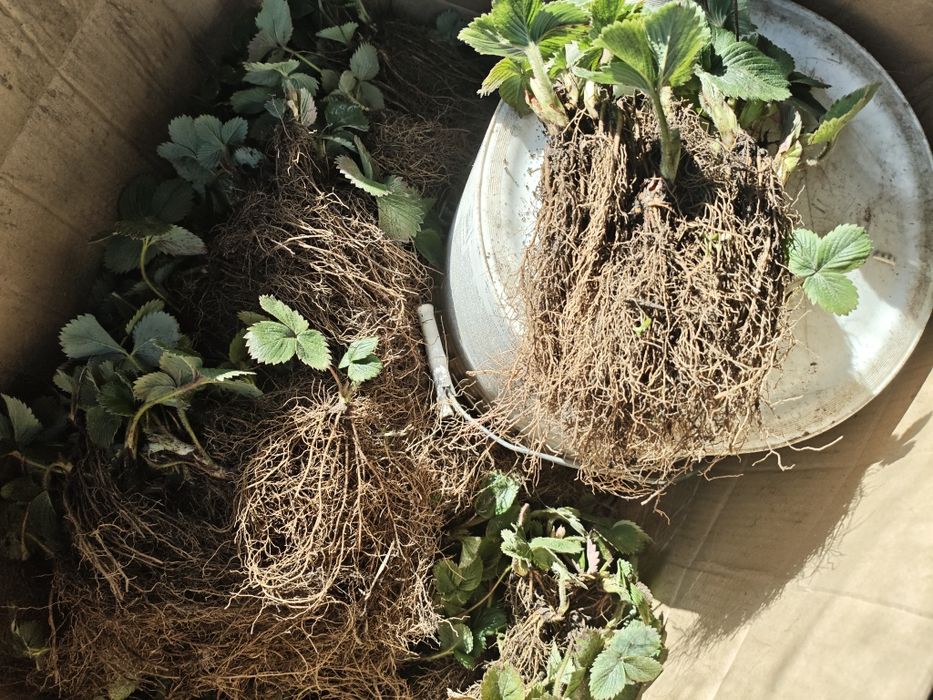 Саджанці полуниці (клубніки)