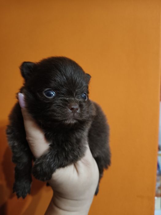 Lulu da Pomerânia linhagem Russa