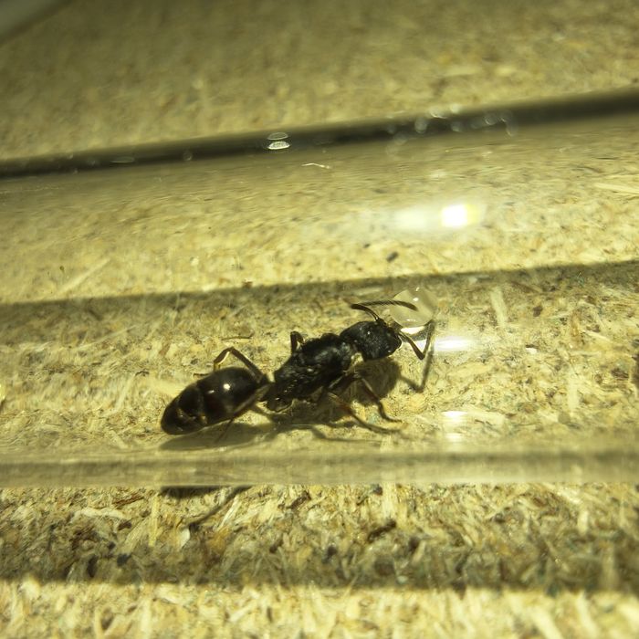 Królowa mrówek odontoponera denticulata