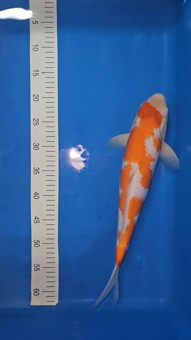 Carpa Koi - Goshiki Shigure - 42cm