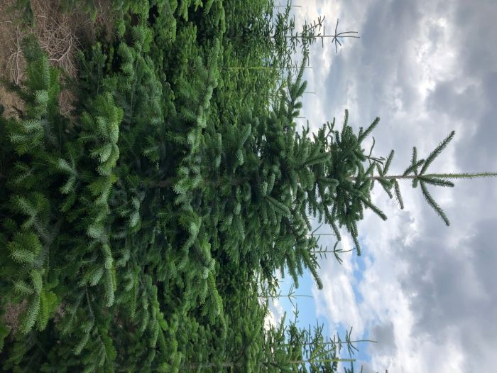 Choinka świąteczna