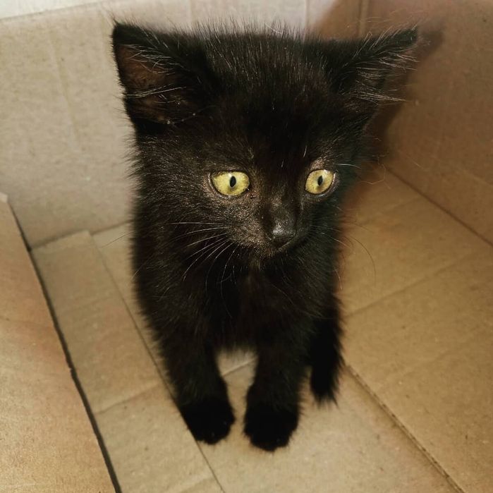 Подарую маленьке кошенятко