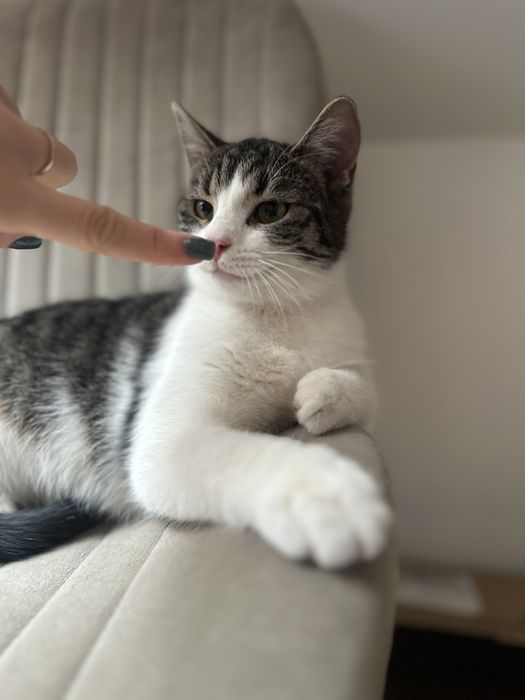 Młodziutka kotka Zorza