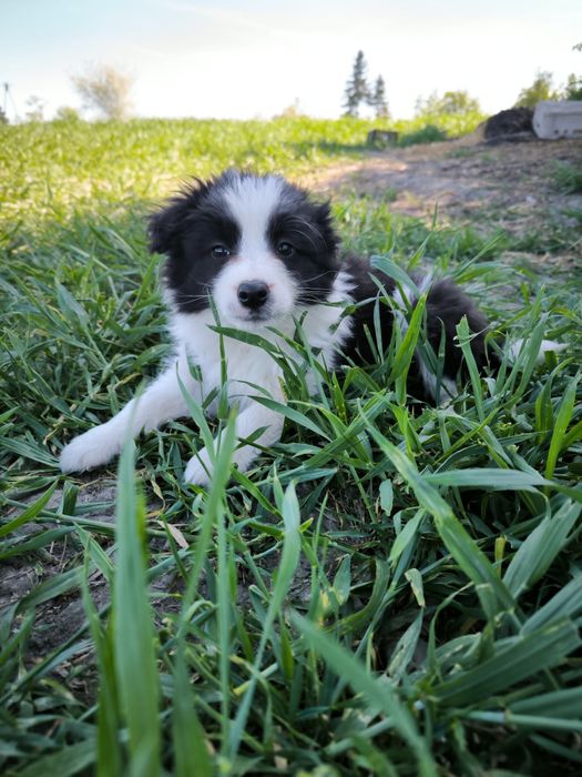 Border Collie Samiec