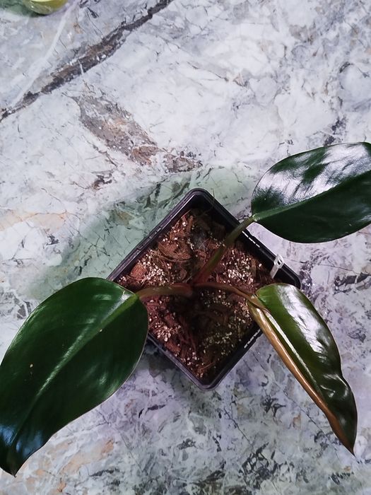 Філодендрон Джангл Февер,Монлайт, Сератум Голд, Карамель Мармелад,