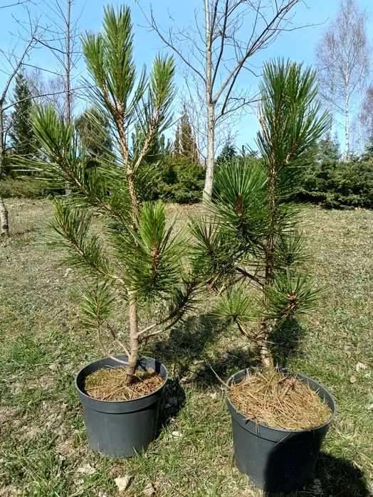 Sosna bośniacka - duże sadzonki 50-60 cm w doniczkach.