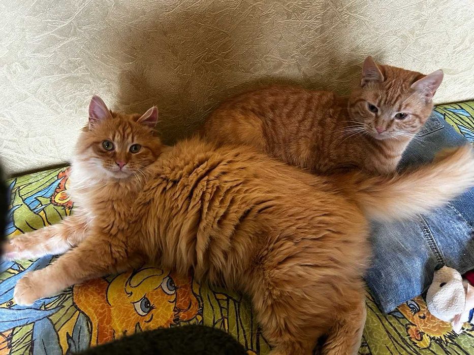Ищу дом для рыжих котиков