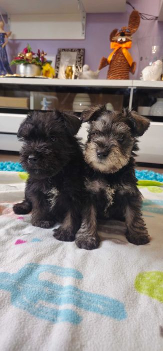 Sznaucer miniaturowy z rodowodem