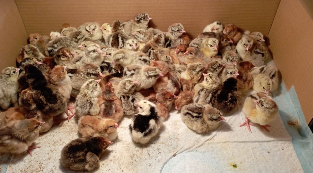 Jaja  lęgowe Wyandotte