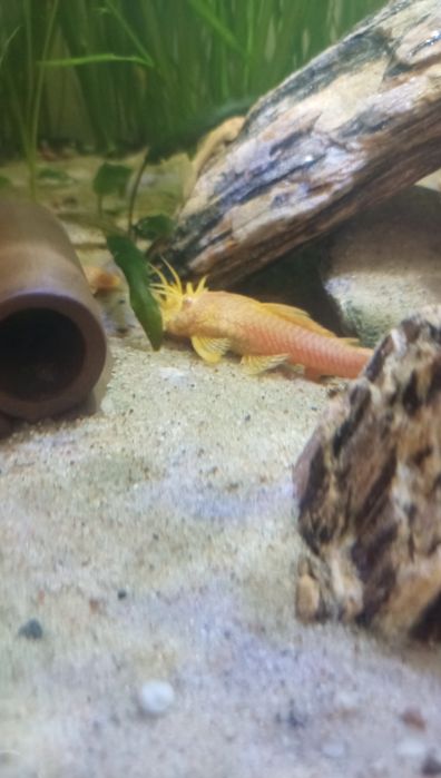 Glonojady (Ancitrus albino )