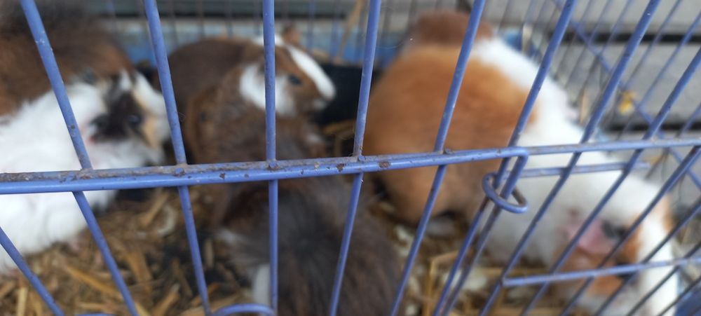 Свинки морские ручные