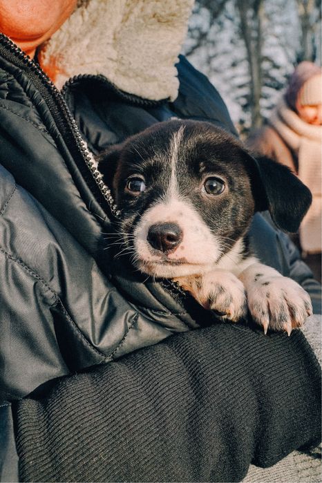 Щенки, цуцики, собака