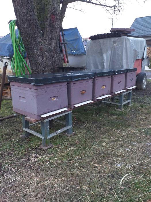 Ule wielkopolskie 12 ramkowe, styropianowe (owipian) Łysoń