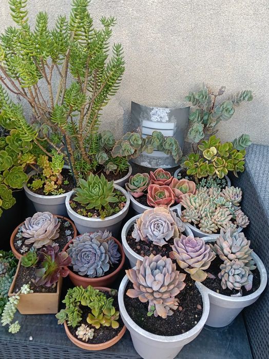Suculentas em vaso