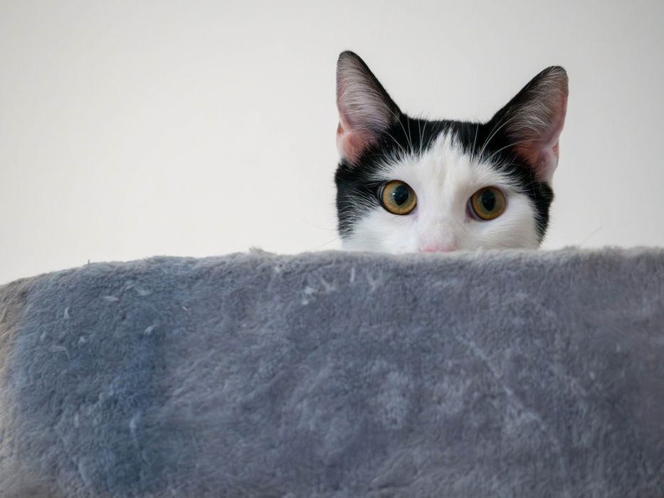 Urocze i wykastrowane kocurki szukają domu