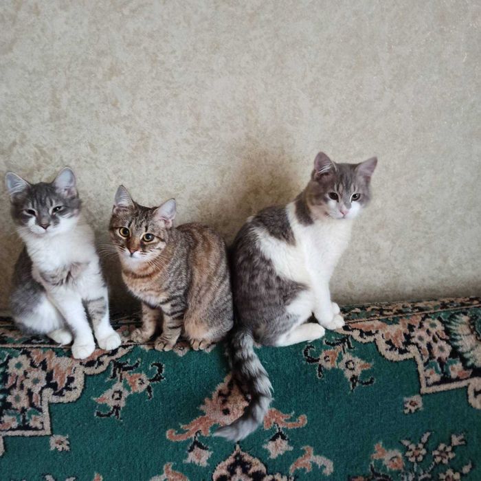 Маленькі систрички шукають родину