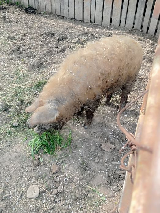 Свині мангалиця продам