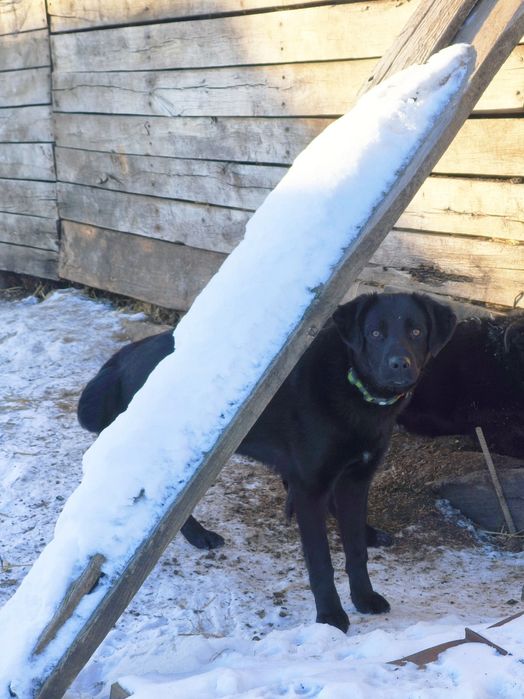 щенок в ДОБРЫЕ РУКИ!