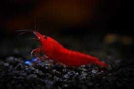 MISIEKZOO Krewetki - Krewetki Bloody Mary tylko 6 zł