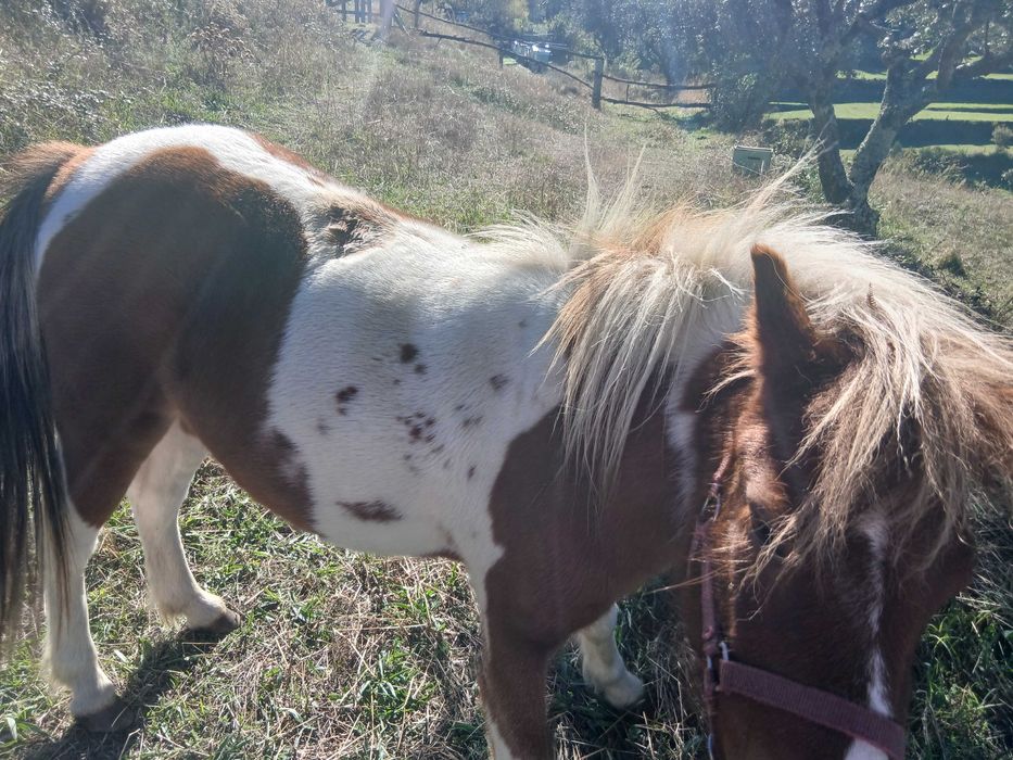 Ponei tipo shetland