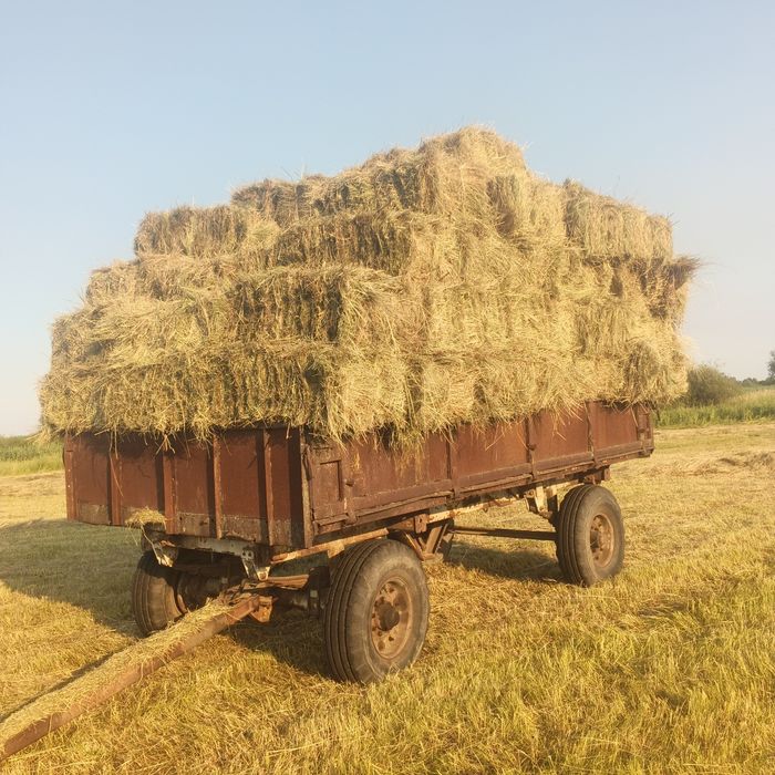 продам цьогорічне лугове сіно