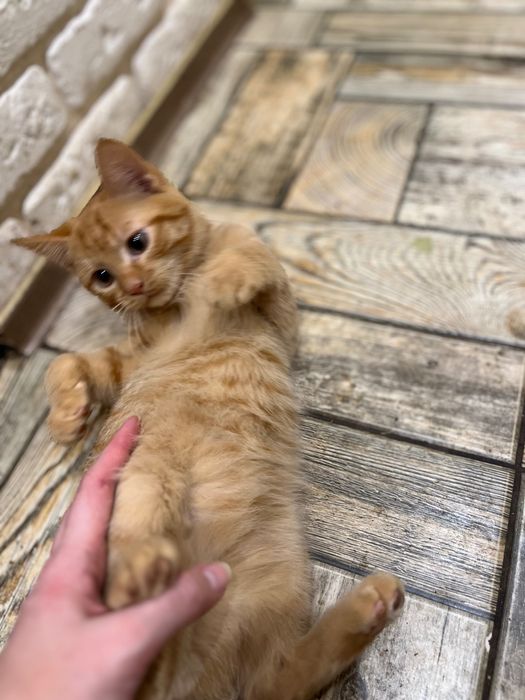 Кошеня в добрі руки, дуже терміново!