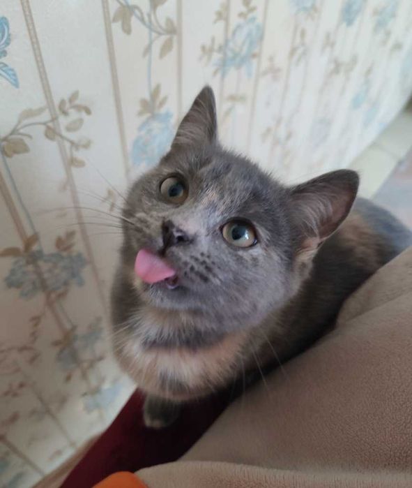 віддам кішку безкоштовно