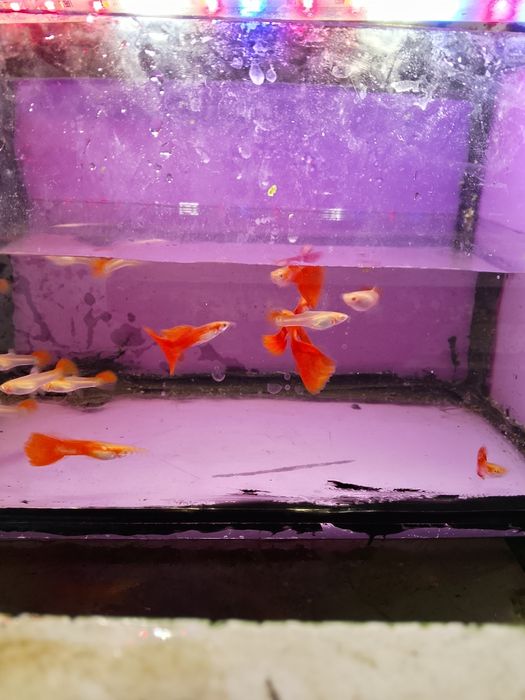 Gupik full red albino