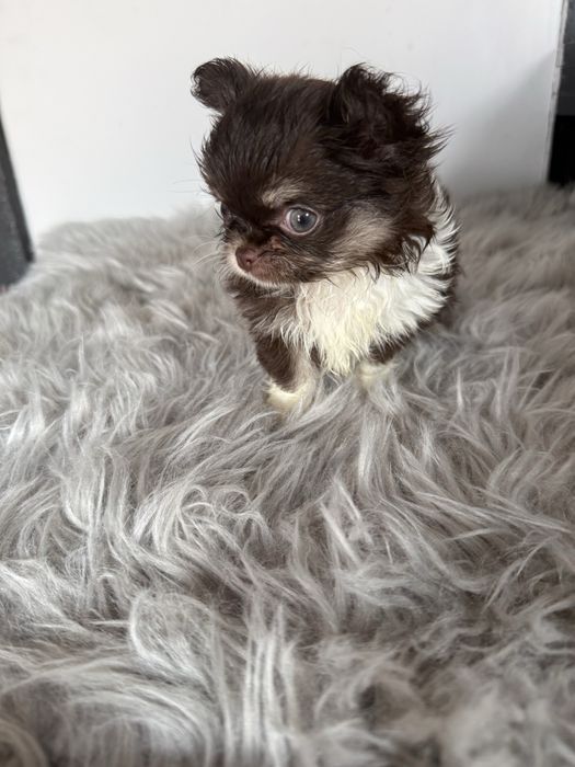 “MENINA“ Chihuahua “MINI” de bolsa , pêlo longo