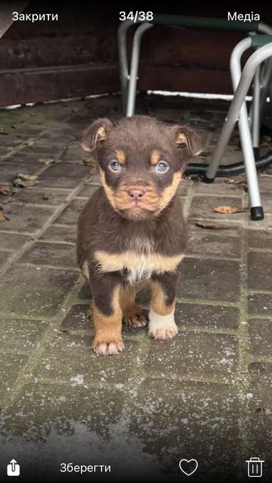 Цуценятка у хороші руки