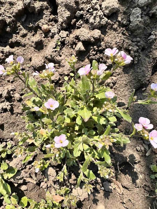 Набір грунтопокривних, вічнозелених рослин