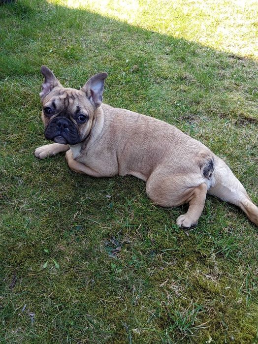 Дівчинка 3 роки французский бульдог