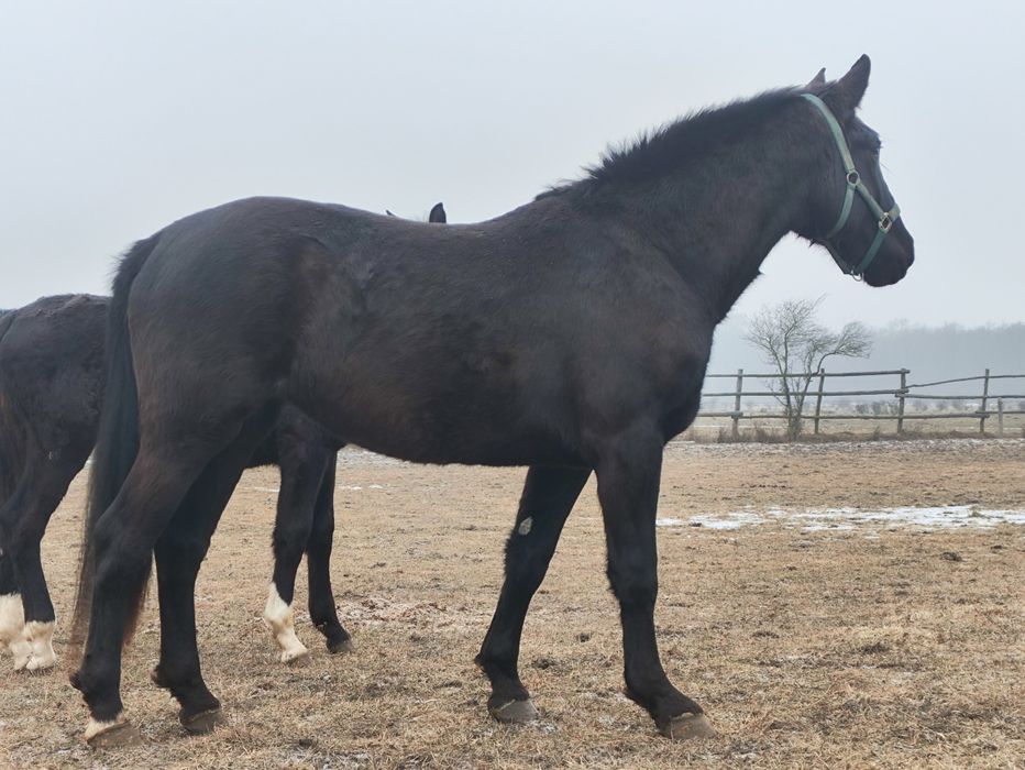 Klacz Śląska 3 lata. Księgą Główna Dotacyjna Zamiana