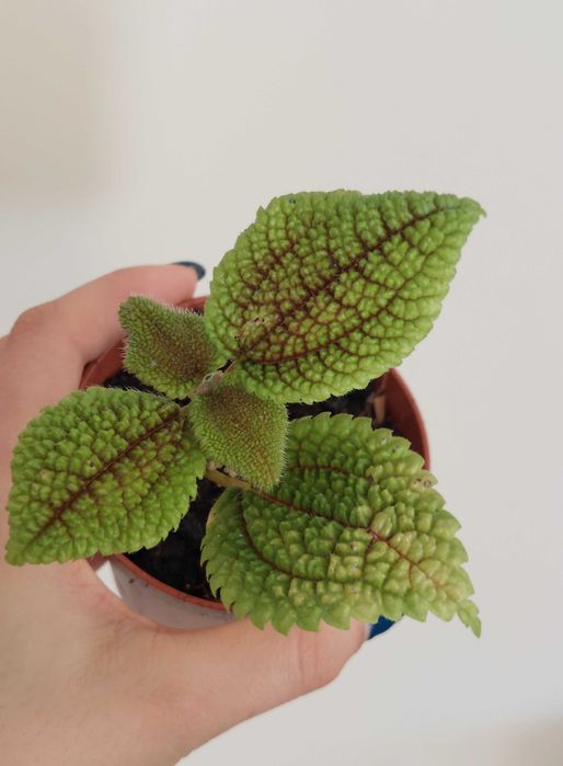 Pilea Moon Valley