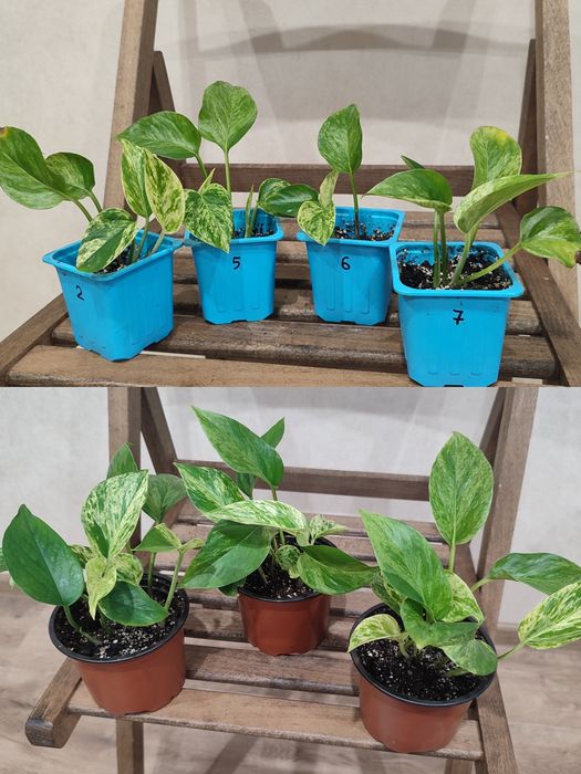 Епіпремнум, Бегонія Макулата