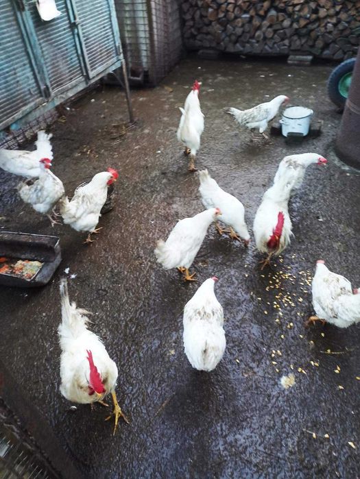 Продам півні породи леггорн білий віком 7 місяців