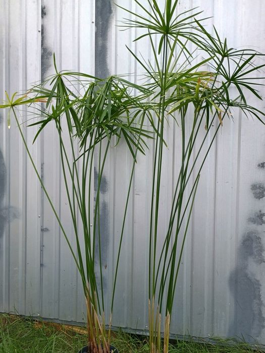 Papirus kwiatek dwu letni - 120 cm