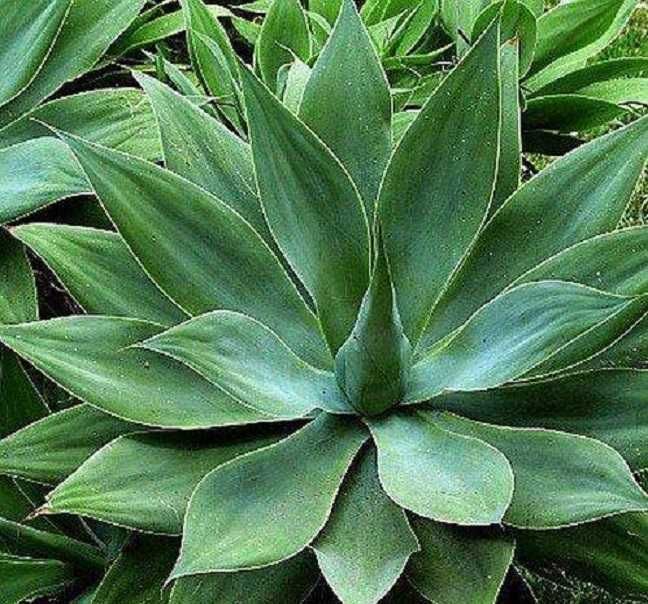 Planta de Madeira tambm conhecida como Agave Drago Matosinhos  OLX.pt