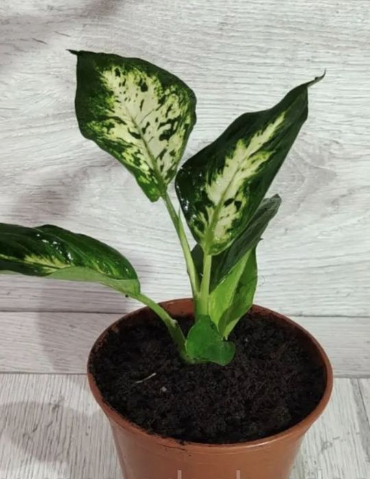 Вазон диффенбафия